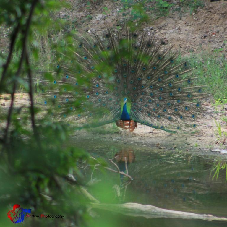 Weaver Bird Villa Habarana Exterior foto